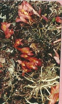 Dendrobium subacaule