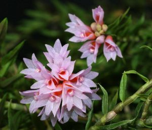 Dendrobium alaticaulinum (detail)