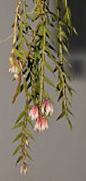 Dendrobium alaticaulinum
