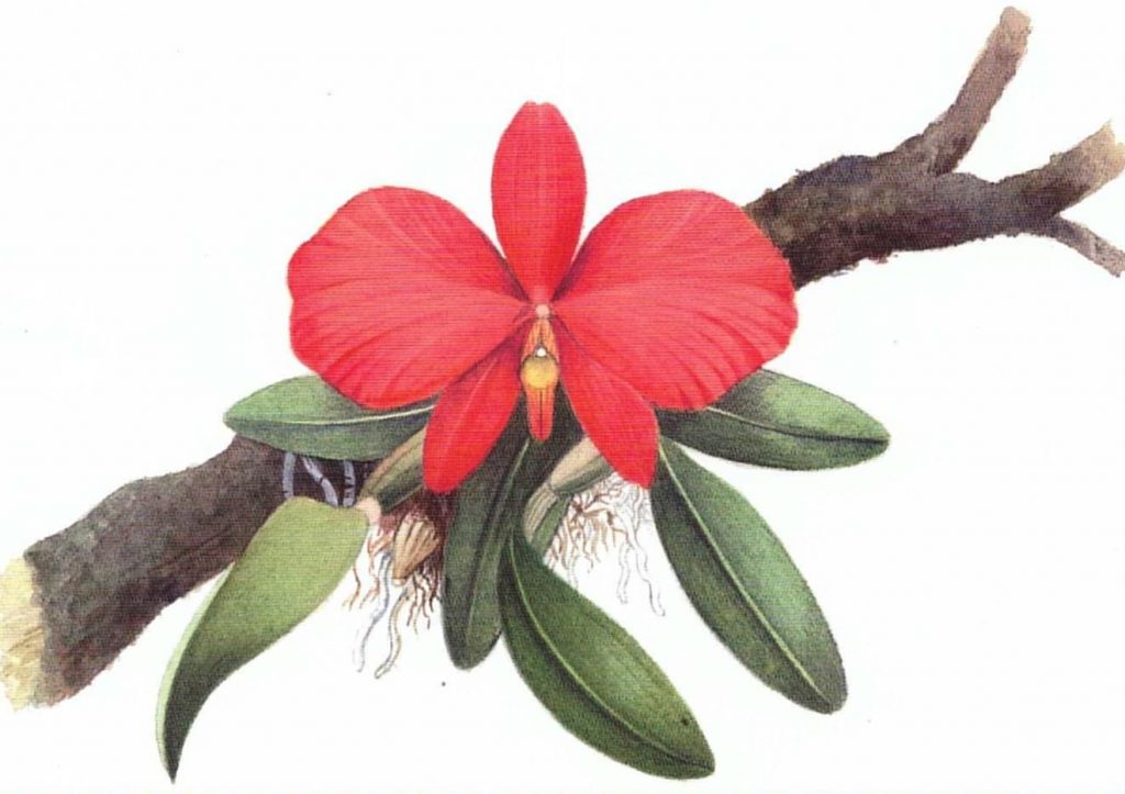 Sophronitis coccinea