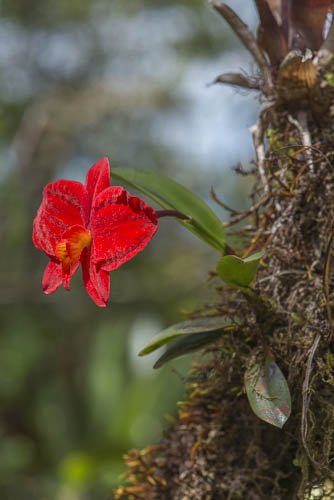 Sophronitis coccinea in bloom